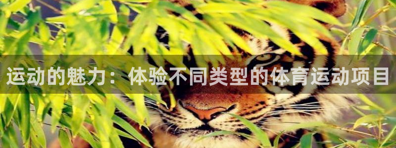 风速体育app：运动的魅力：体验不同类型的体育运动项目