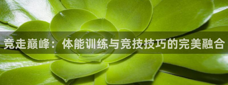 风速体育官网
